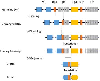 Next-Generation Sequencing Technologies for Early-Stage Cutaneous T-Cell Lymphoma